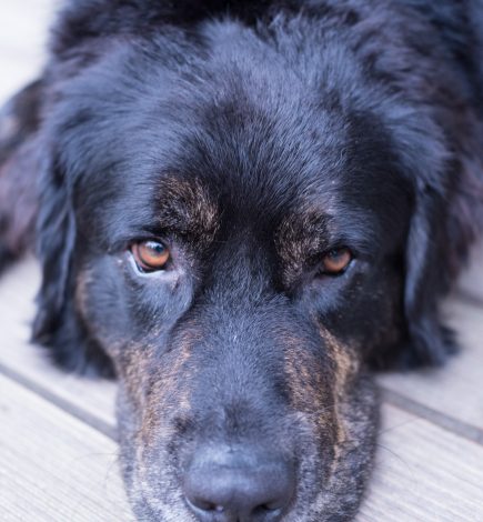 Cerdeira_Campanha_2018_CaesParque_AResol-2 Cães_Parque Cerdeira