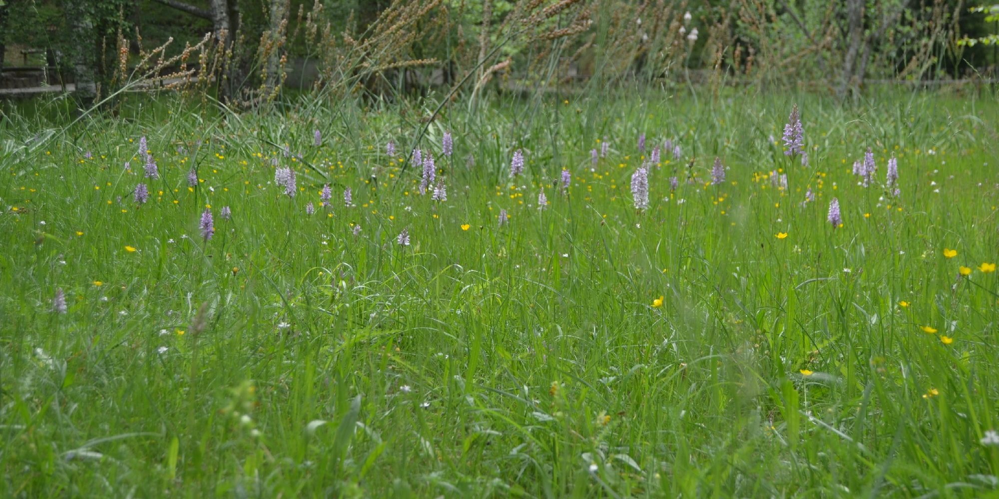 Cerdeira | Flora no Parque Cerdeira | Orquídea