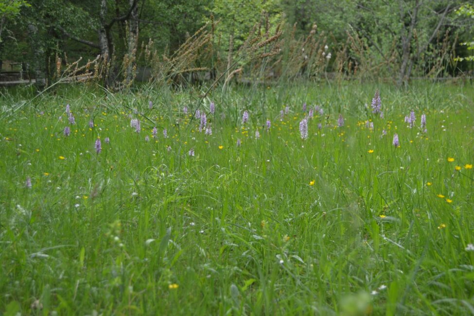 Cerdeira | Flora no Parque Cerdeira | Orquídea
